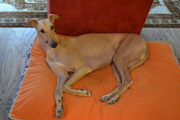 Jenn's sweet dog - Flash